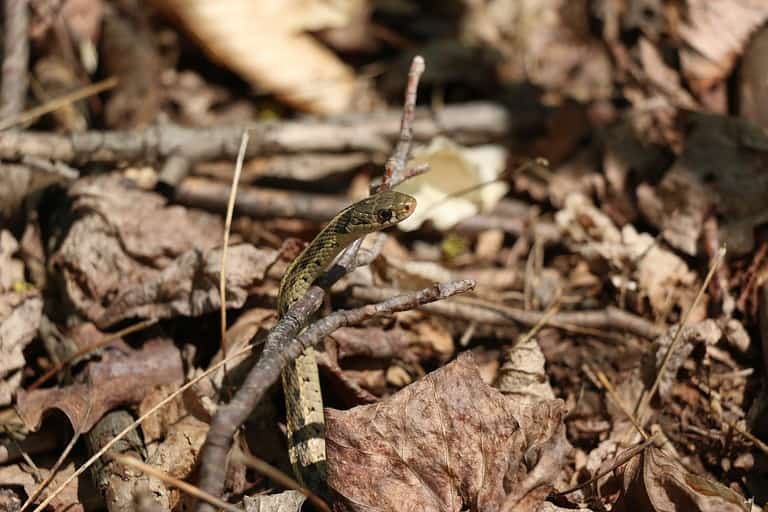 Baby Garter Snake: 10 Pictures and 10 Amazing Facts - A-Z Animals