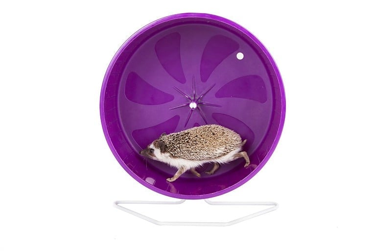 A hedgehog running on an exercise wheel, on an isolated white background
