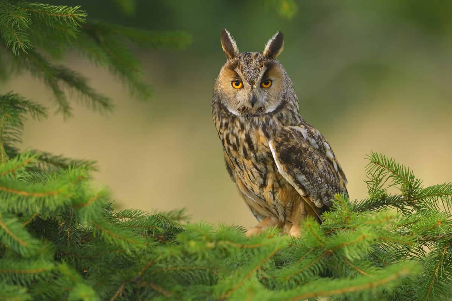 Wild Europaean Long eared Owl Asio otus, natural green forest background