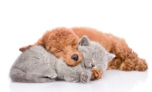 Do Poodles Get Along with Cats? Picture