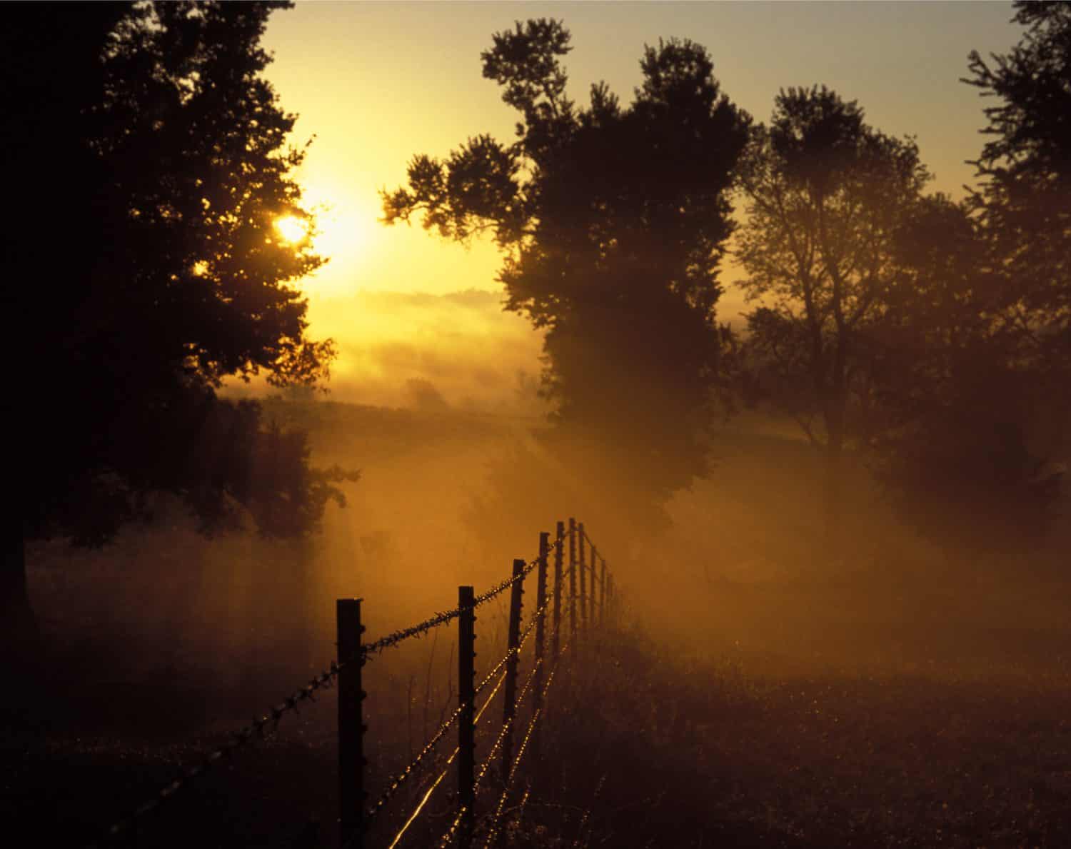 Sunrise through the trees and barbed wire fence, Boone County, Arkansas