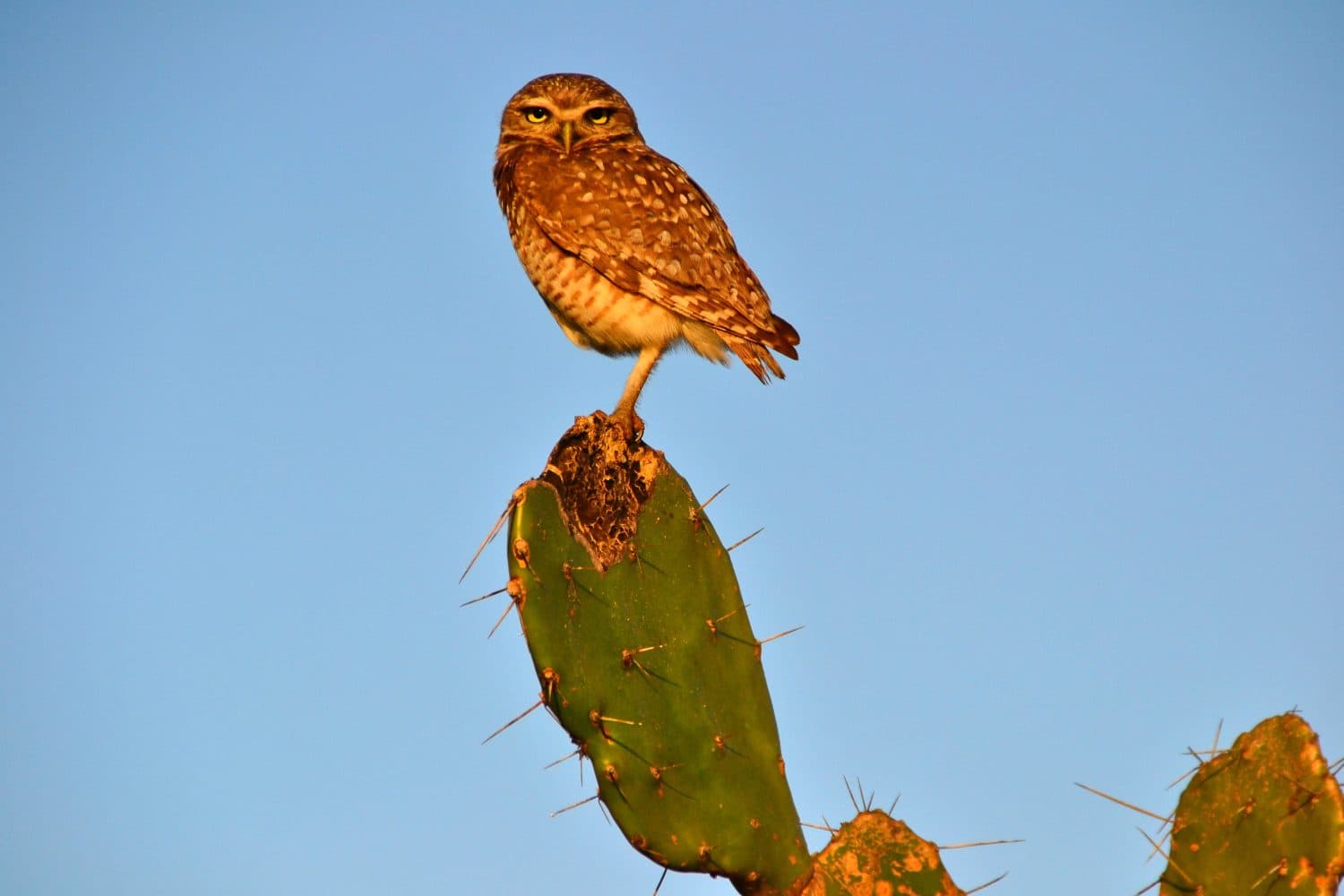 Pygmy Owl in Brazil