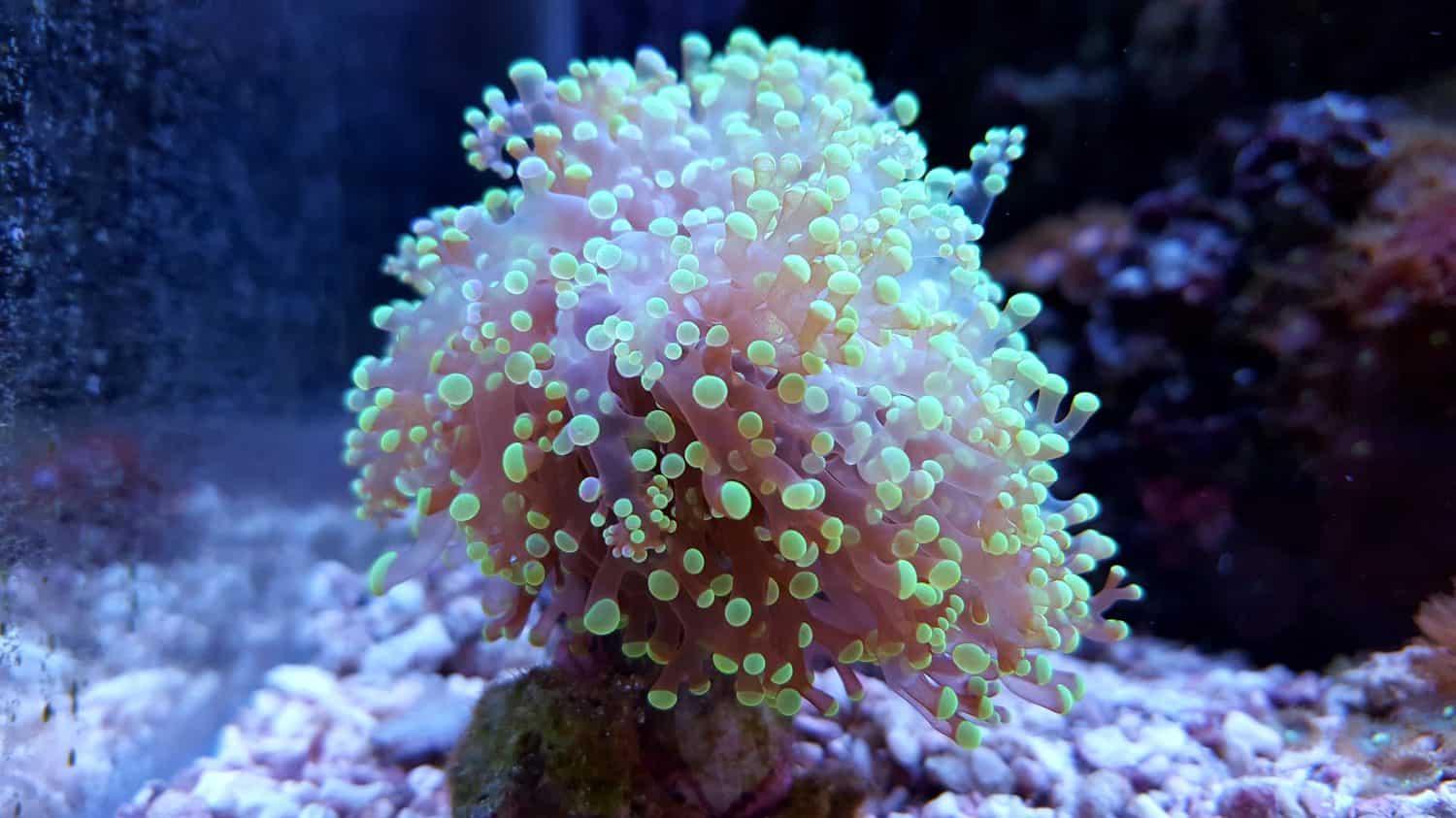 Frogspawn euphyllia lps coral
