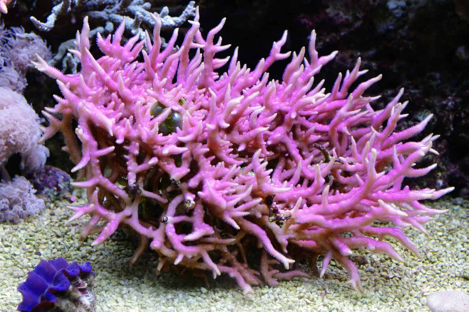 Birdsnest Coral Seriatopora hystrix