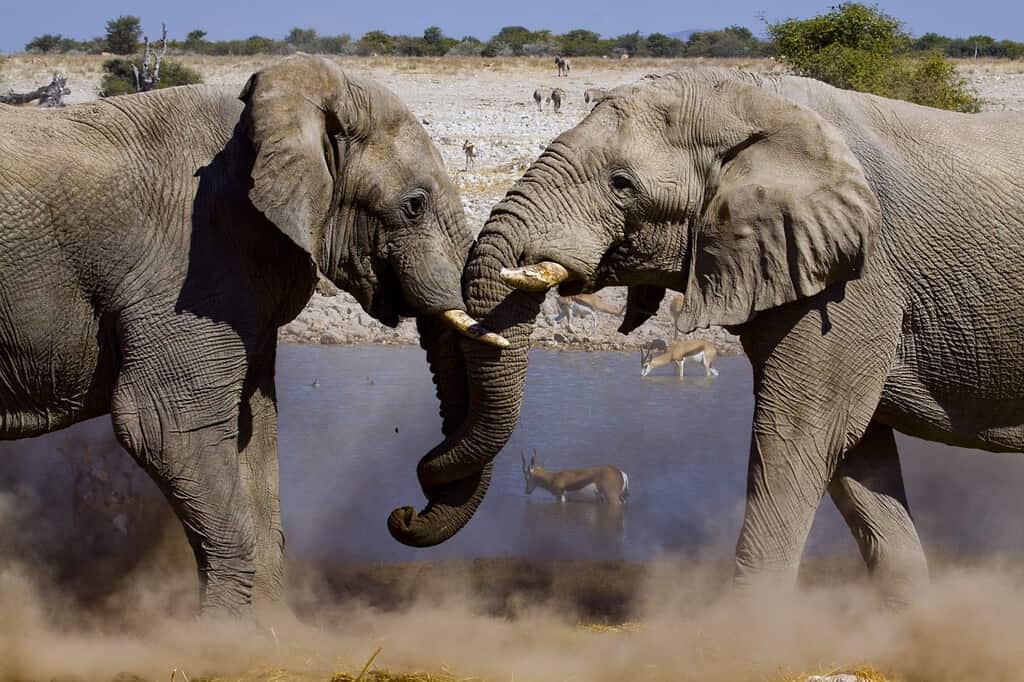 two fighting elephants at a water hole in the dusty desert of Etosha National Park, Namibia