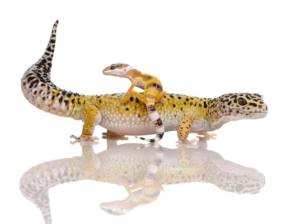 baby and adult leopard gecko in front of a white background