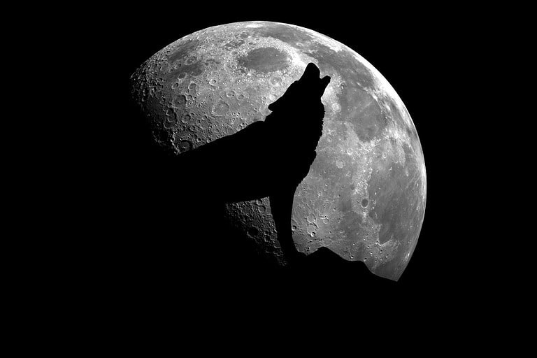 Wolf howling at the moon