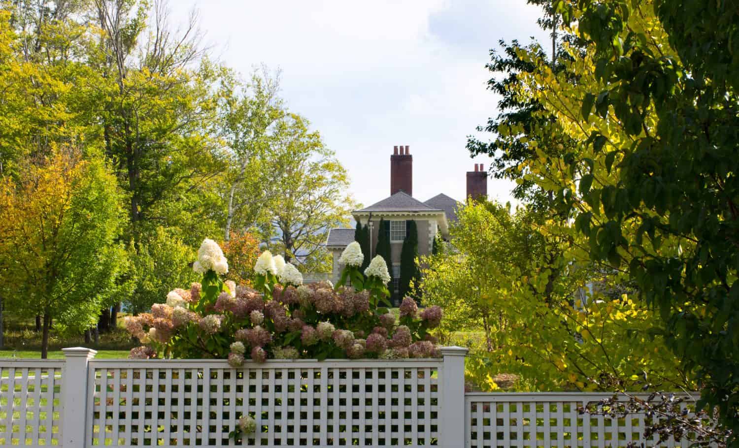 A blooming hydrangea bush with a partial view of the Hildene mansion in the background. Fall foliage is present.
