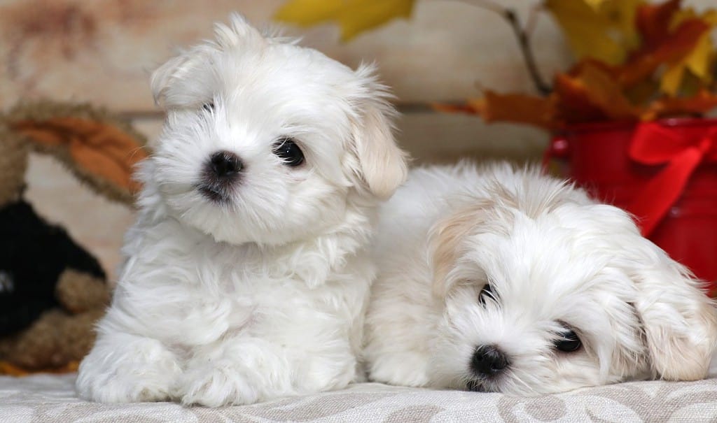 maltese