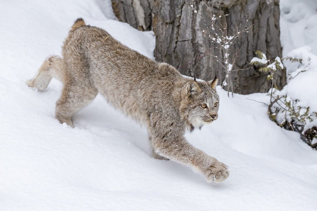 A bobcat hunts for prey in a snowy forest habitat.