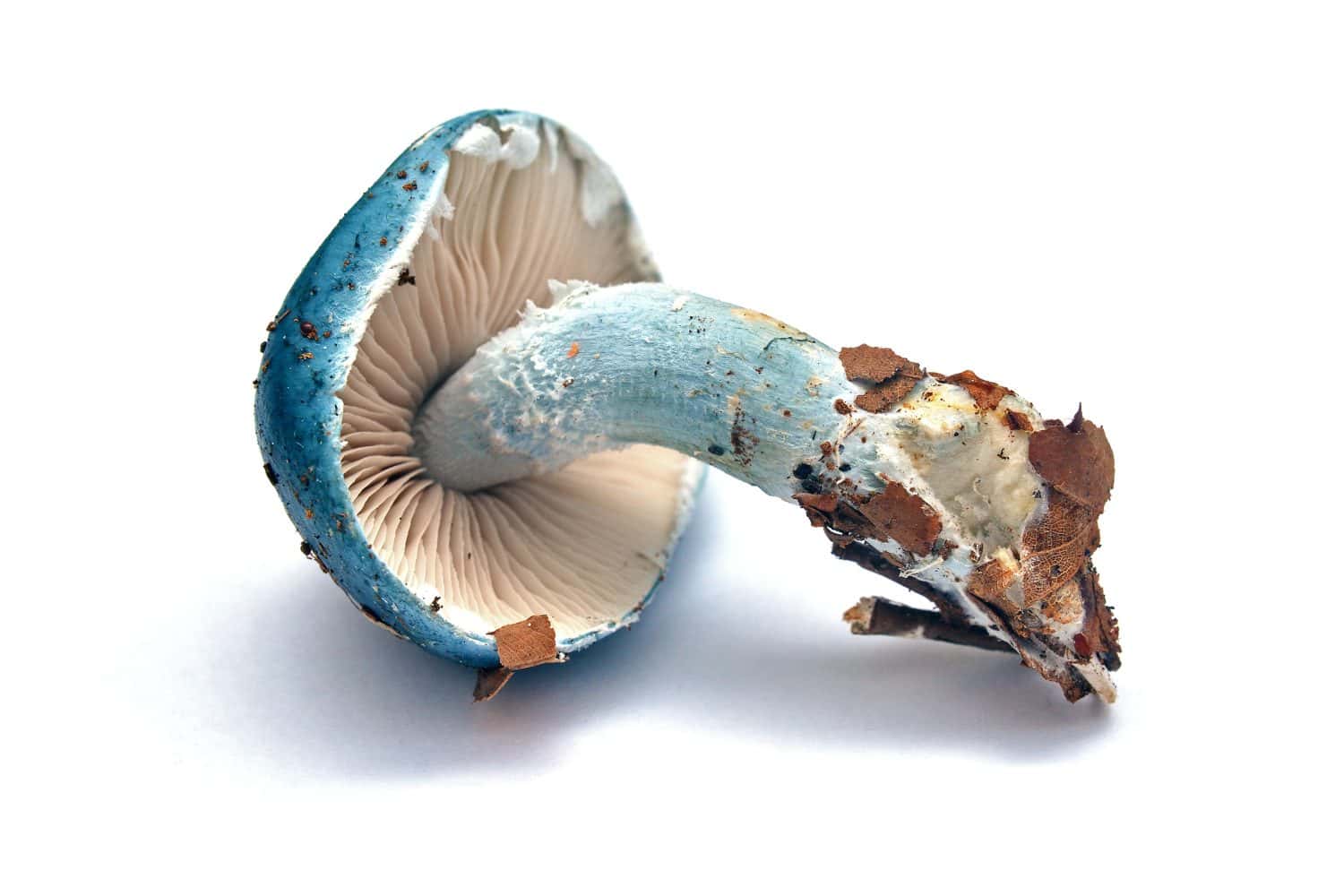 stropharia caerulea mushroom isolated on white, blue roundhead
