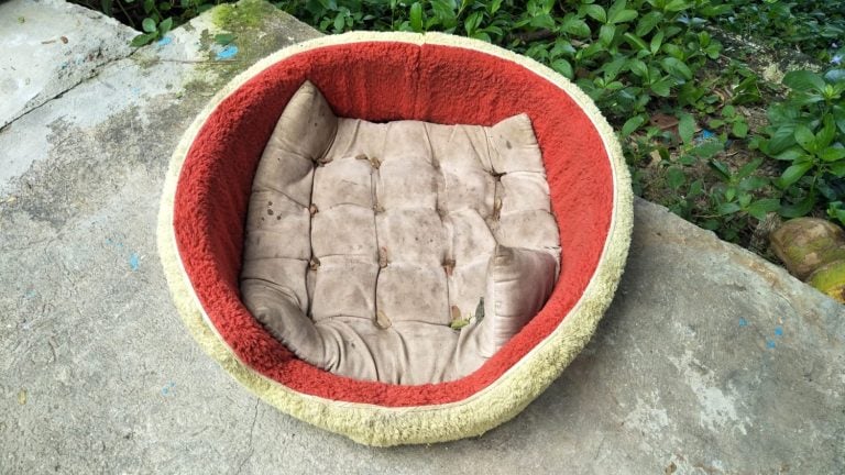 dirty bed for dog