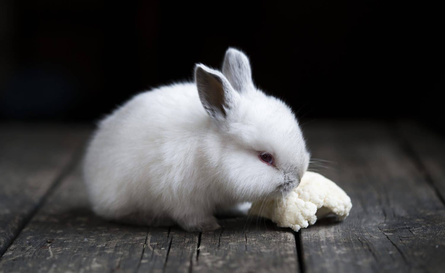 little rabbit eating cauliflower