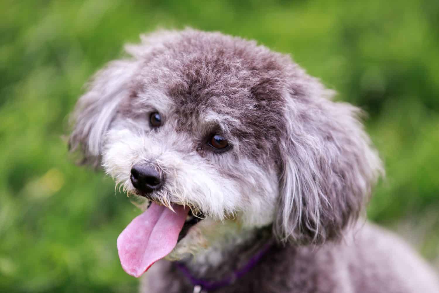 Schnoodle (cross between a schnauzer and a poodle) head shot. Off-leash park in Northern California.