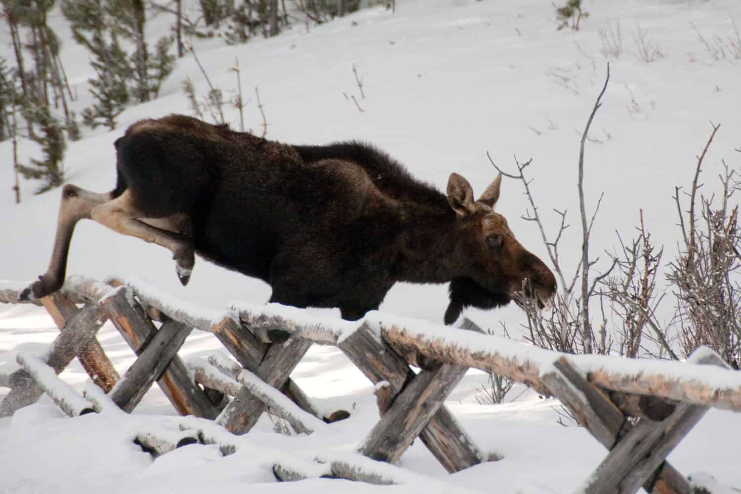 Moose jumping over the fence