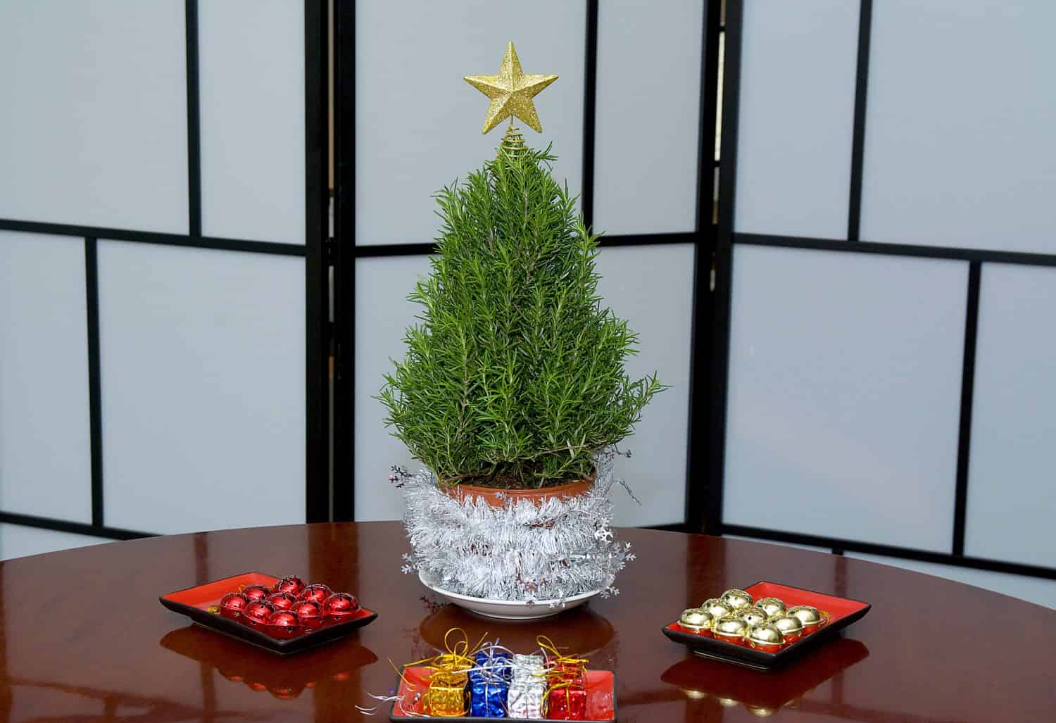 Mini Rosemary Christmas Tree in Studio with a Gold Star Shot in HDR