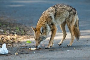 Coyotes in Oregon: Population, Common Locations, Hunting Rules, and More Picture