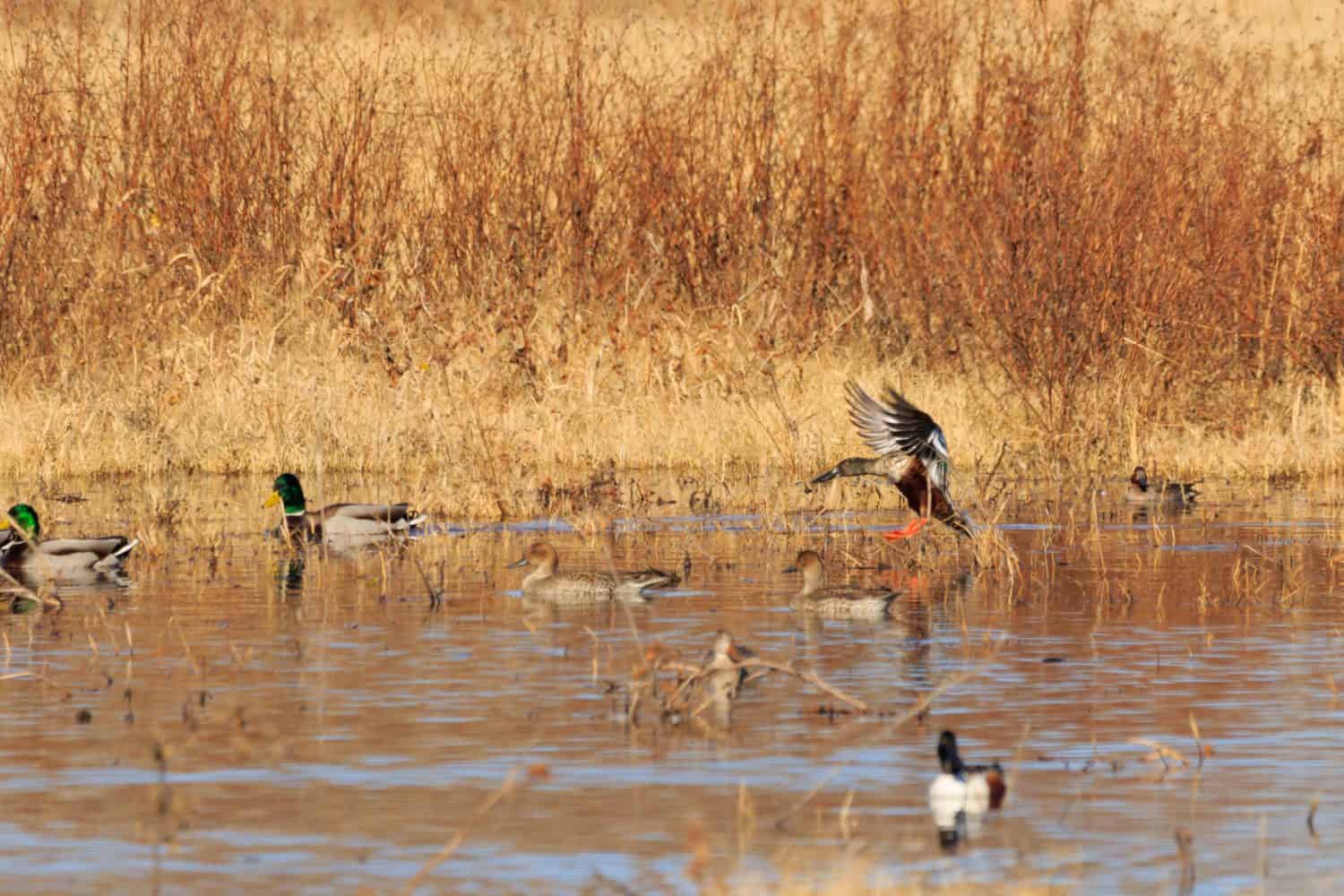 A group of male and female Mallard Ducks frolicking around in the wetlands of the Salt Plains National Wildlife Refuge located in Jet, Oklahoma 2017