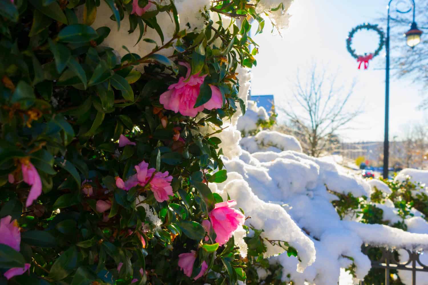Pink sasanqua camellia bush under the snow. Street view, sunny winter day. Rose blossom under the snow. Flowers under the snow. Flower in difficult weather conditions. After snowstorm in Georgia, USA