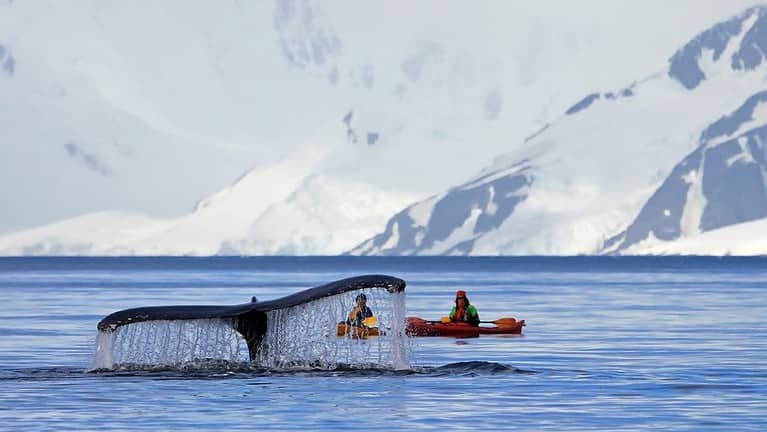 Humpback whale tail with kayak, boat or ship, showing on the dive, Antarctic Peninsula, Antarctica