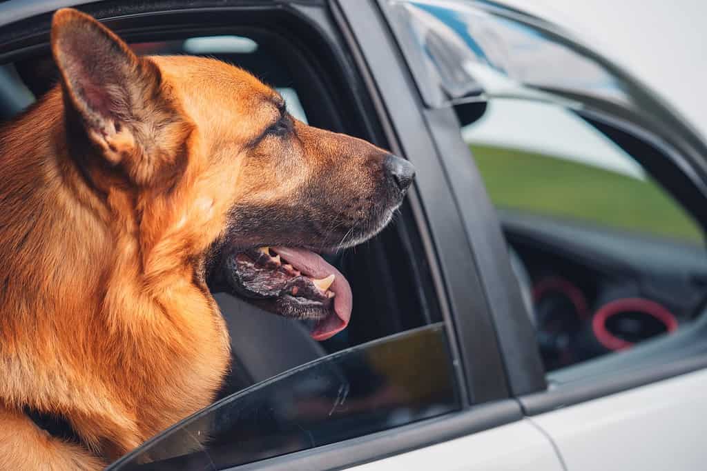 German shepherd dog looking out car window