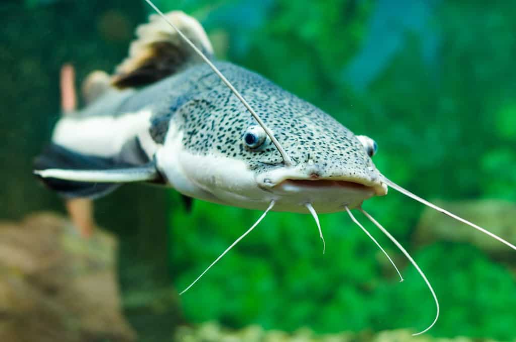 Redtail catfish in the aquarium. (Phractocephalus hemioliopterus). Freshwater fish