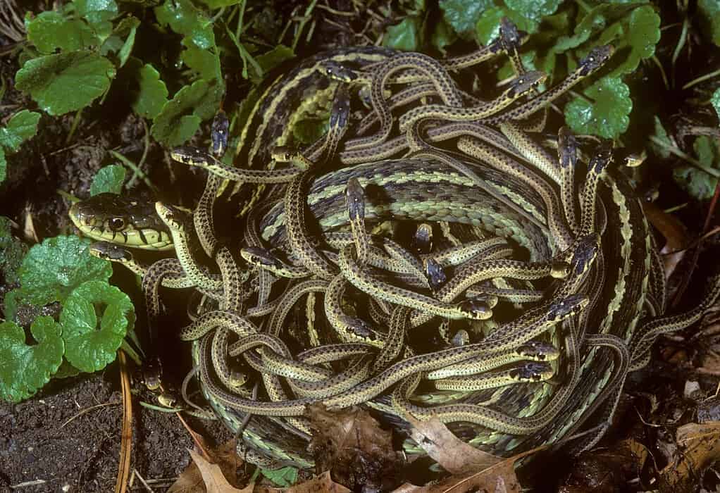 Eastern Garter Snake with babies (Thamnophis sirtalis s.), NJ