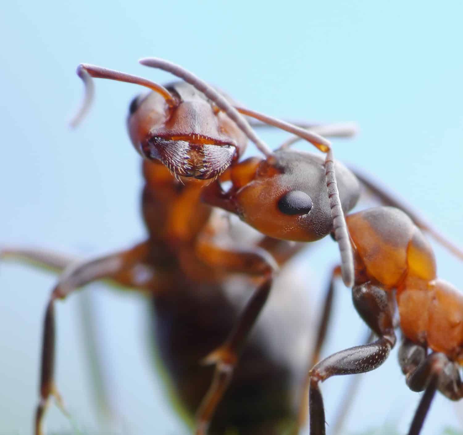 tender greetings of ants formica rufa
