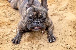 The Top 6 Reasons French Bulldogs Are the Perfect Family Dog Picture