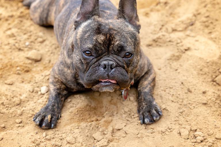 Tiger French bulldog