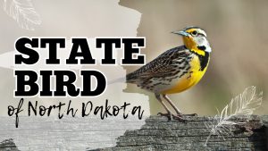 Discover the Official State Bird of North Dakota Picture