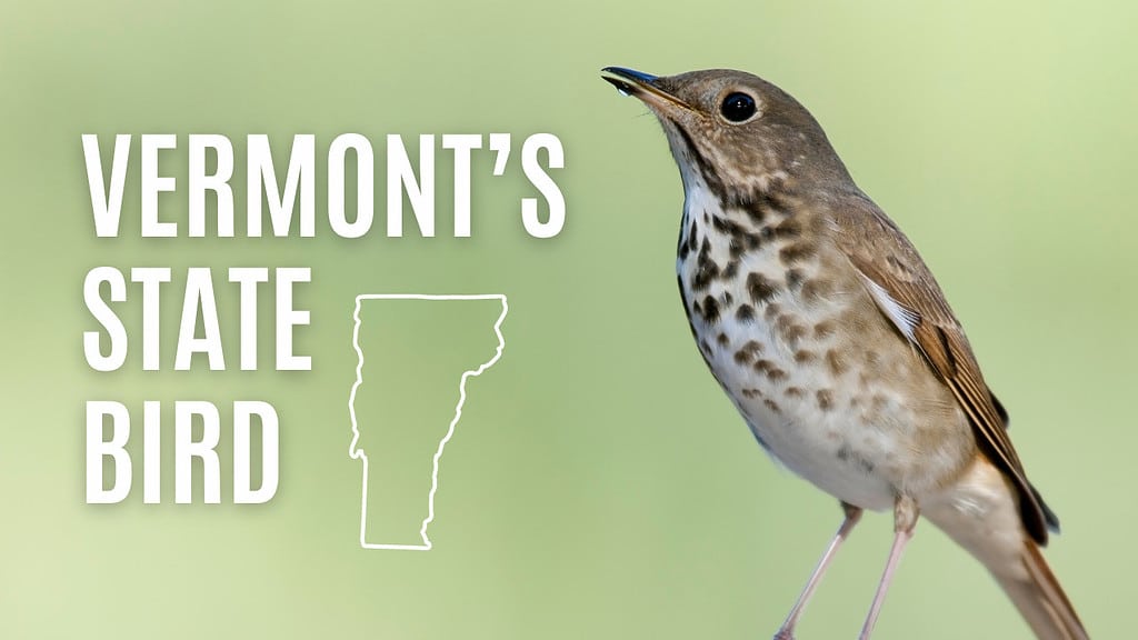 Discover the Official State Bird of Vermont - A-Z Animals