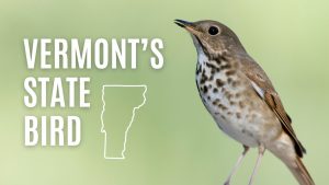 Discover the Official State Bird of Vermont Picture