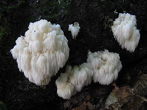 All About Bear’s Head Tooth Mushrooms Picture