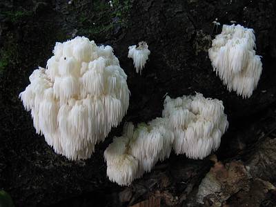 A All About Bear’s Head Tooth Mushrooms