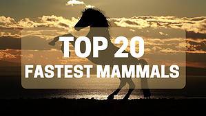 Discover the Top 20 Fastest Mammals in the World Picture