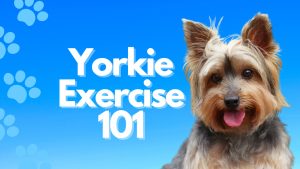Yorkie Exercise: Energy Level and How Much Activity They Need Picture