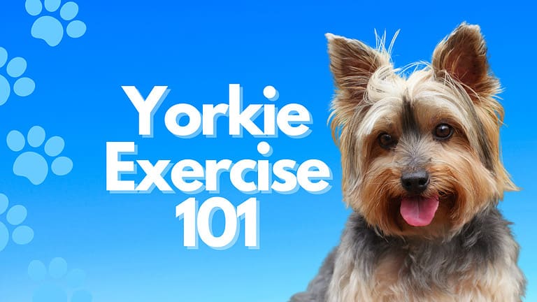 yorkie exercise