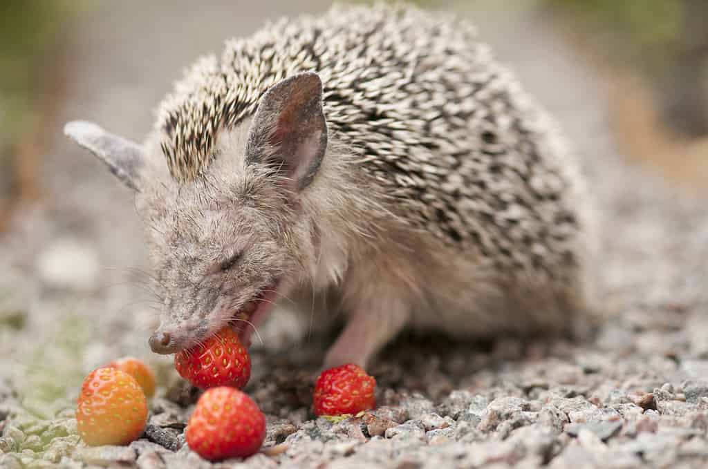 Long eared hedgehog eats strawberries