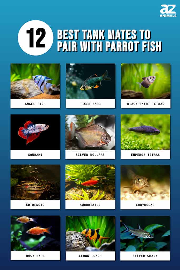 12 Best Tank Mates to Pair with Parrot Fish