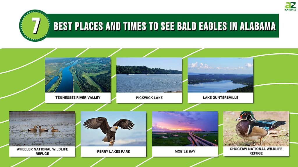 7 Best Places and Times to See Bald Eagles in Alabama