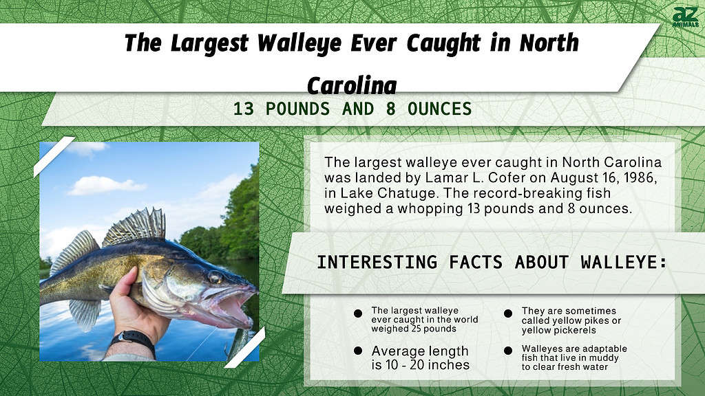 The Largest Walleye Ever Caught in North Carolina