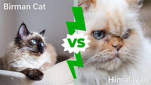 Birman Cat vs. Himalayan: 4 Key Differences Picture