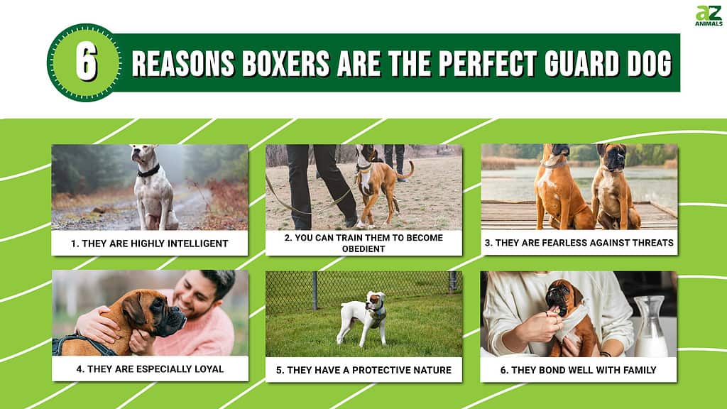 6 Reasons Boxers are the Perfect Guard Dog