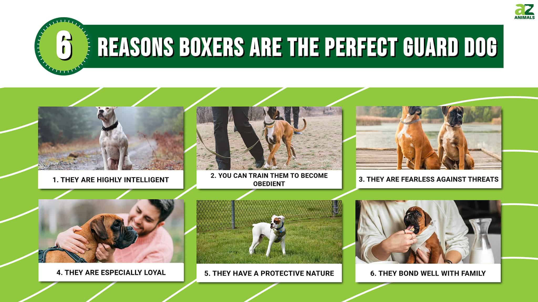 The Top 6 Reasons Boxers Are the Perfect Guard Dog - A-Z Animals