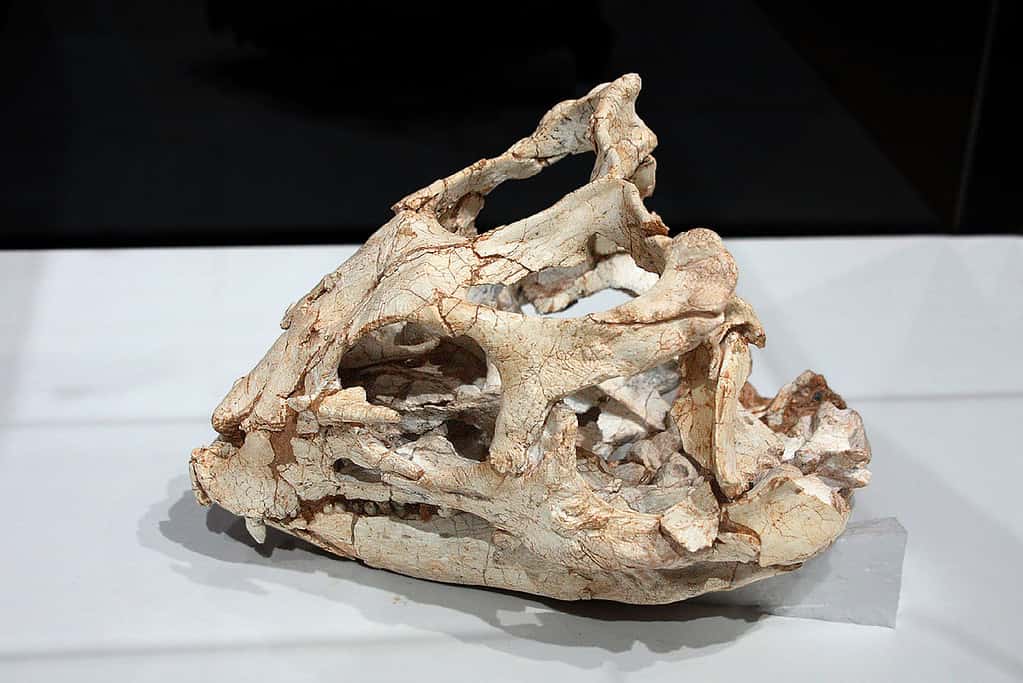 Yinlong dinosaur skull