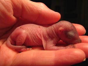 How to Care for a Baby Squirrel: 6 Steps to Take If You Encounter One Picture