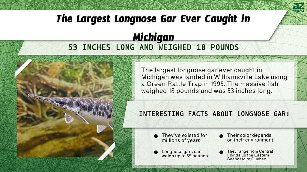 The Largest Longnose Gar Ever Caught in Michigan