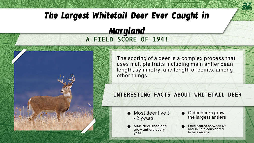 The Largest Whitetail Deer Ever Caught in Maryland