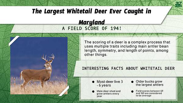 The Largest Whitetail Deer Ever Caught in Maryland - A-Z Animals
